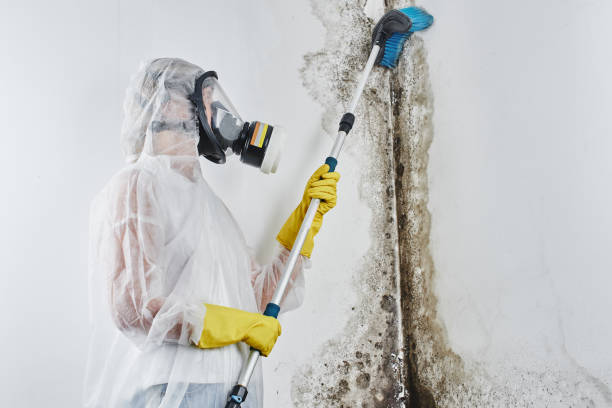 Why You Should Choose Our Mold Remediation Services in Slocom, AL